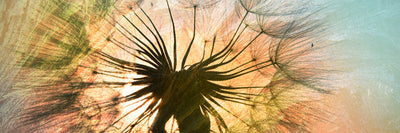 panoramic-canvas-print-xxl-dandelion-panorama