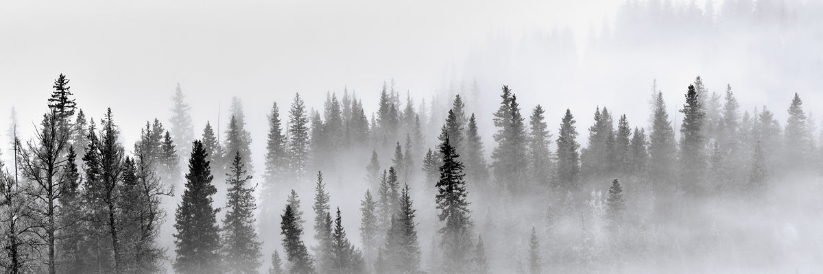panoramic-canvas-print-foggy-forest-panorama
