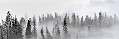 panoramic-canvas-print-foggy-forest-panorama