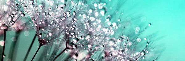 panoramic-canvas-print-macro-dandelion-p-panorama