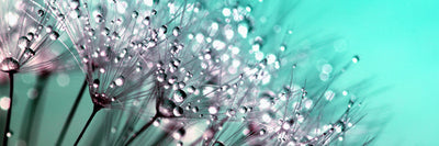 panoramic-canvas-print-macro-dandelion-p-panorama