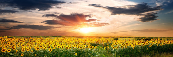 panoramic-canvas-print-a-field-of-sunflowers-panorama