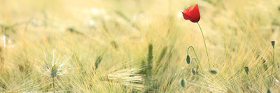 panoramic-canvas-print-a-poppy-panorama