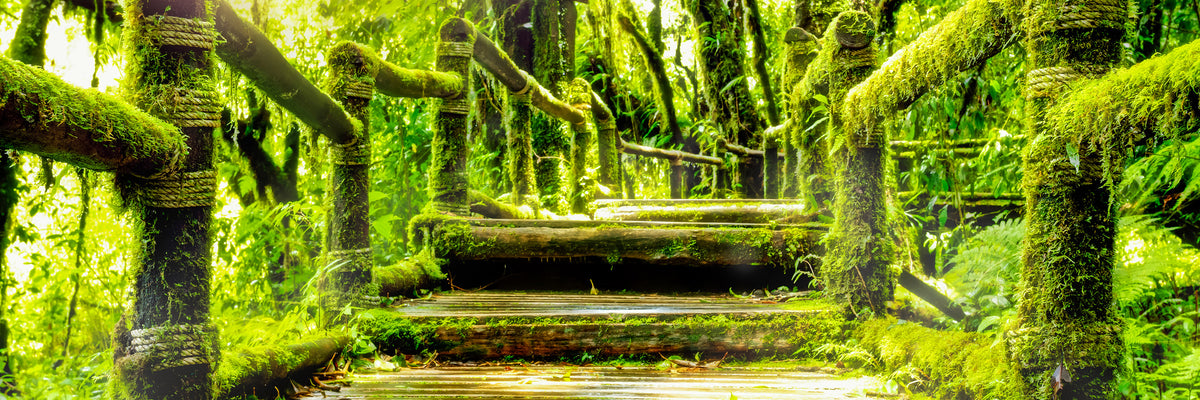 panoramic-canvas-print-moss-panorama