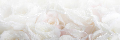panoramic-canvas-print-white-roses-in-the-morning-dew-panorama
