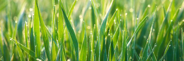 panoramic-canvas-print-grass-with-morning-dew-xl-panorama