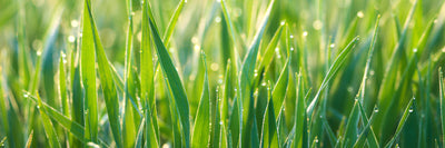 panoramic-canvas-print-grass-with-morning-dew-xl-panorama