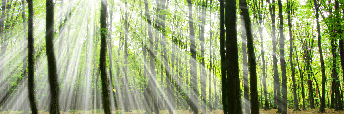panoramic-canvas-print-magic-light-in-the-trees-panorama