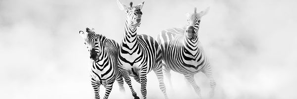 panoramic-canvas-print-zebras-panorama