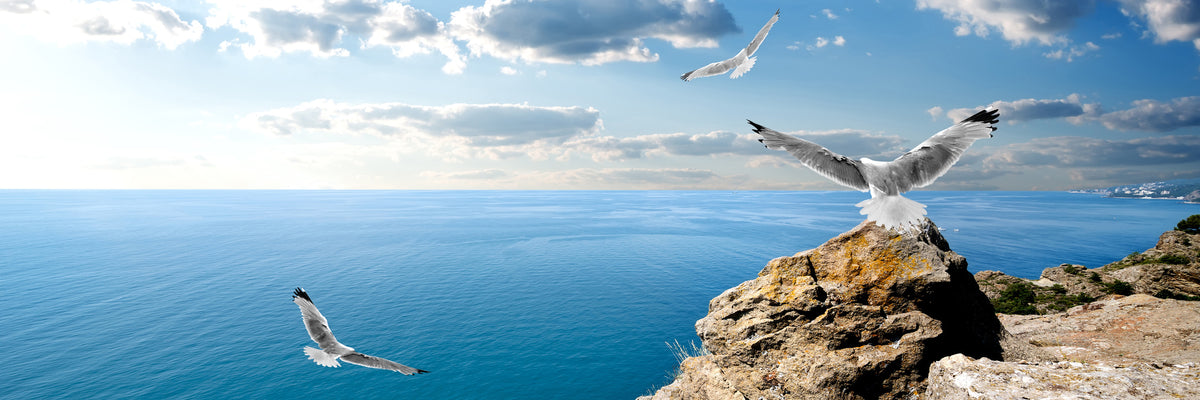 panoramic-canvas-print-the-seagulls-and-the-sea-panorama