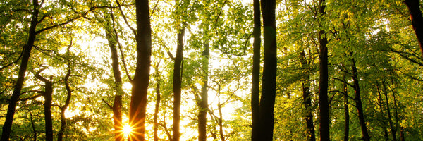 panoramic-canvas-print-sunset-between-trees-panorama