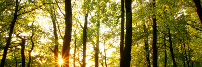 panoramic-canvas-print-sunset-between-trees-panorama