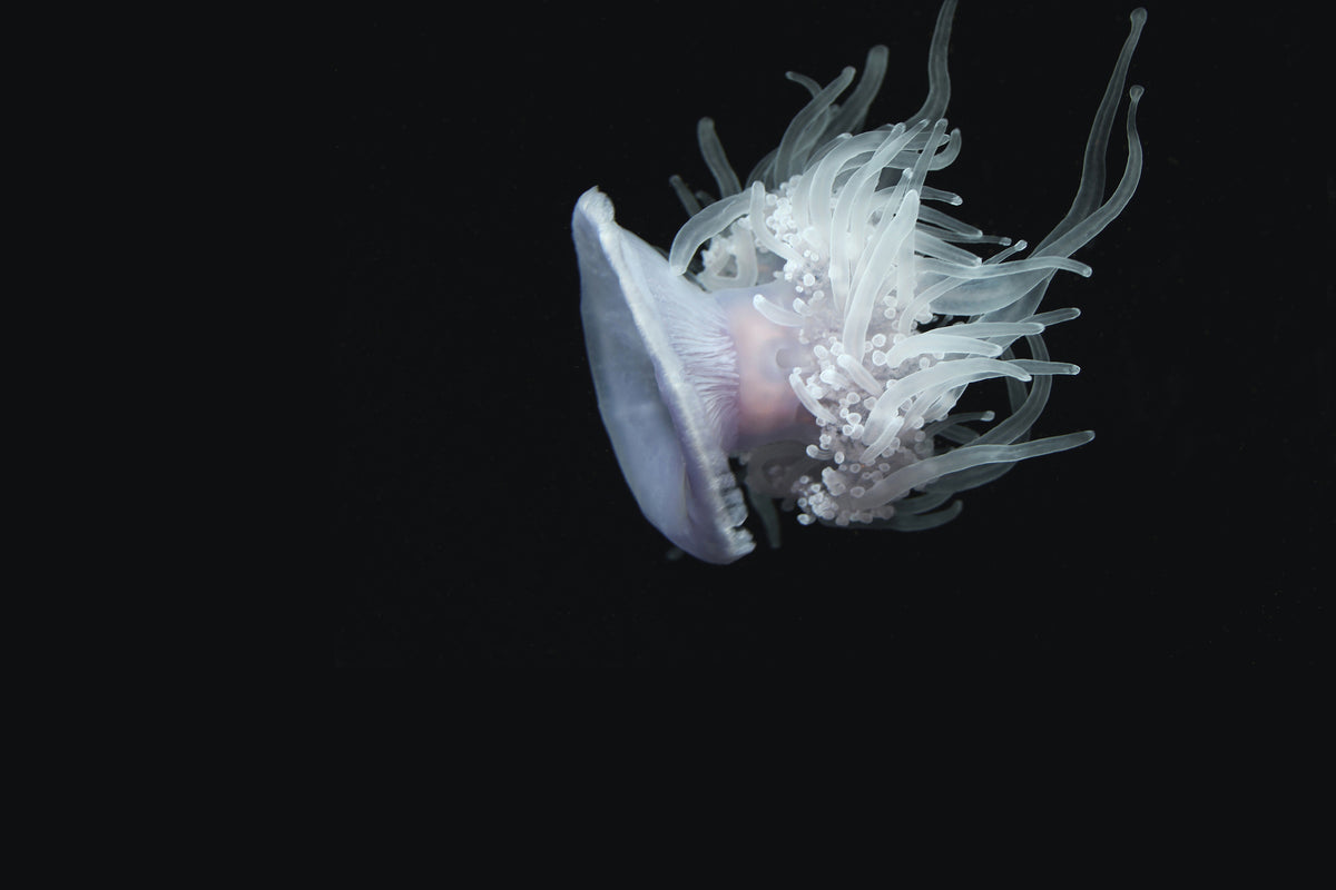 canvas-print-fascinating-jellyfish-xl