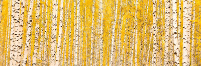 panoramic-canvas-print-the-birch-forest-in-autumn-panorama