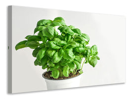 modern-4-piece-canvas-print-basil-in-the-pot