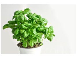 5-piece-canvas-print-basil-in-the-pot