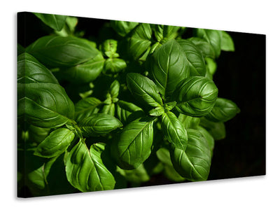 modern-3-piece-canvas-print-basil-in-xl