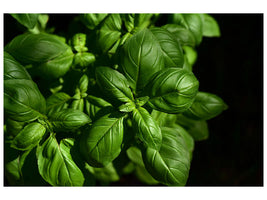 modern-3-piece-canvas-print-basil-in-xl