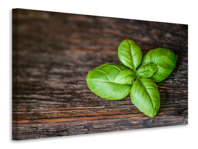modern-4-piece-canvas-print-basil-leaf-in-xxl