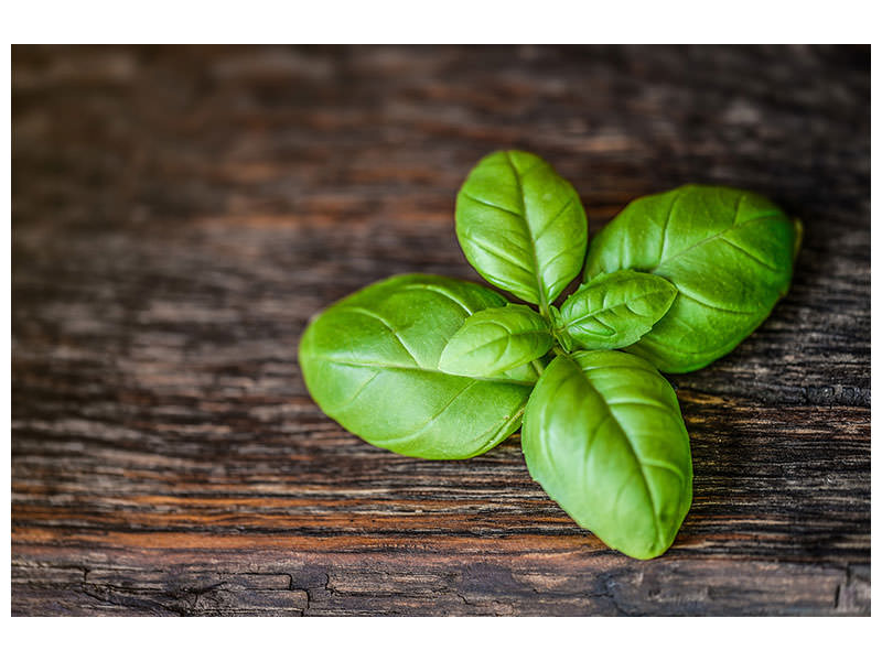 modern-3-piece-canvas-print-basil-leaf-in-xxl