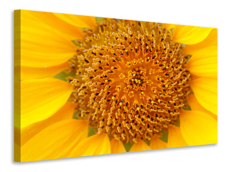 modern-4-piece-canvas-print-beautiful-buds-of-the-sunflower