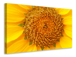 modern-3-piece-canvas-print-beautiful-buds-of-the-sunflower