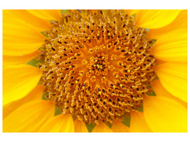4-piece-canvas-print-beautiful-buds-of-the-sunflower