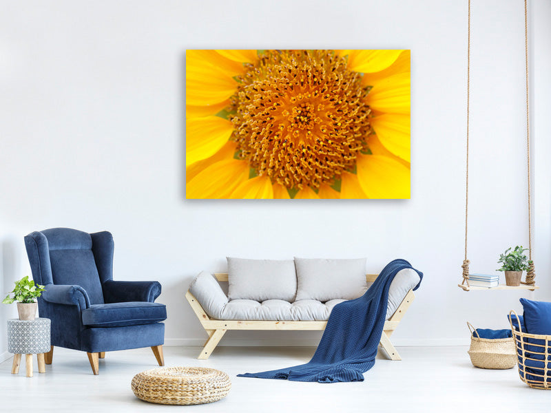 5-piece-canvas-print-beautiful-buds-of-the-sunflower