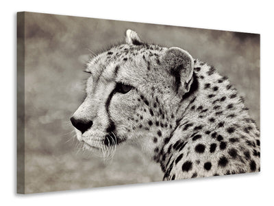 3-piece-canvas-print-beautiful-cheetah