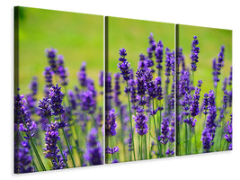 canvas-print-beautiful-lavender
