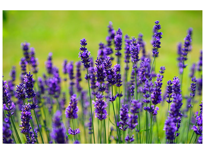 5-piece-canvas-print-beautiful-lavender