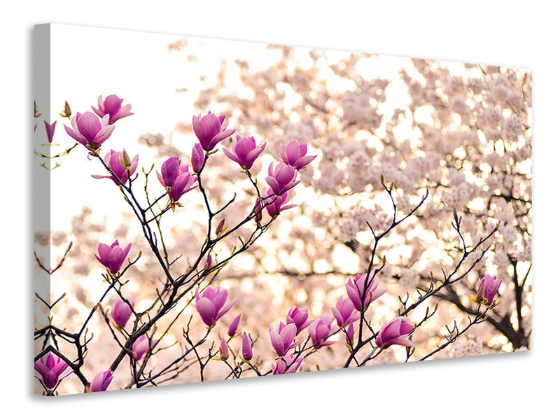 modern-4-piece-canvas-print-beautiful-magnolia-xl