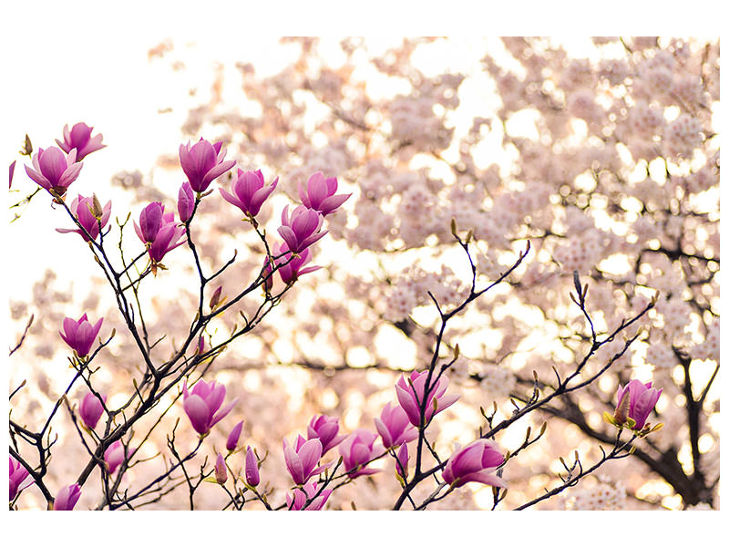 4-piece-canvas-print-beautiful-magnolia-xl