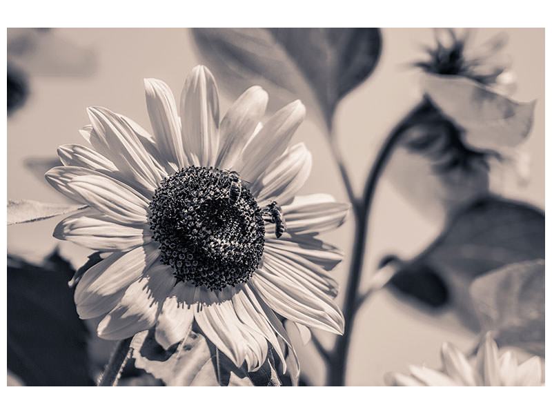 3-piece-canvas-print-bees-on-the-sunflower-sw