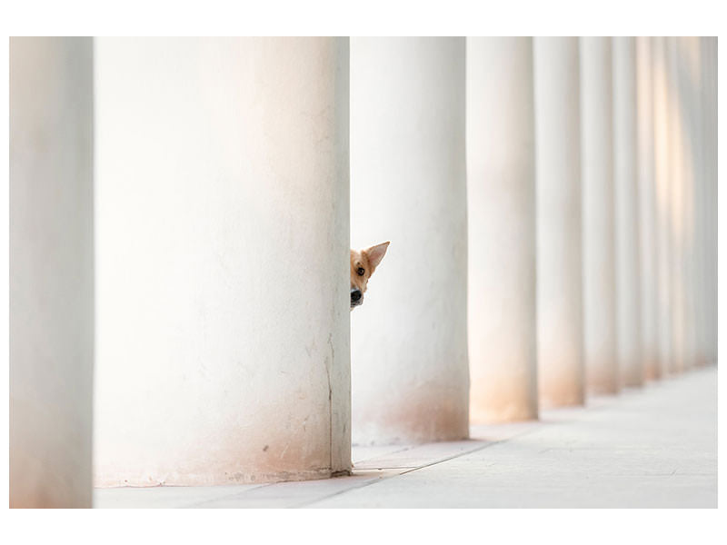 panoramic-3-piece-canvas-print-bella-and-the-pillars-of-the-earth