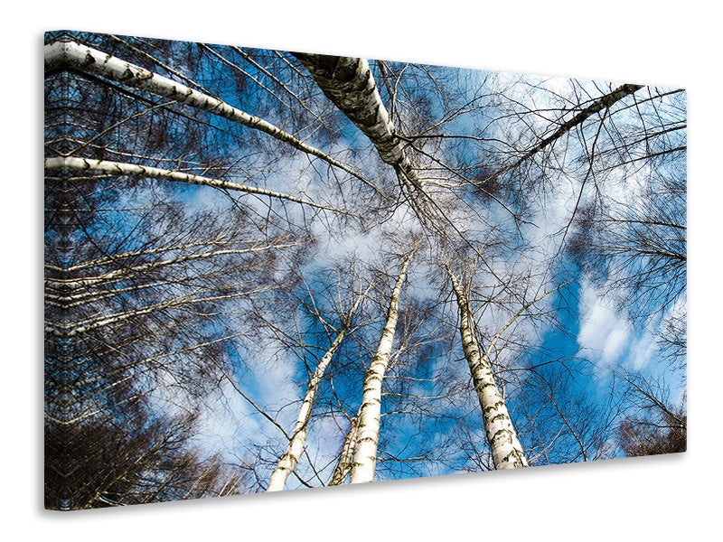 panoramic-3-piece-canvas-print-birch-crowns