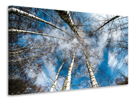 panoramic-canvas-print-birch-crowns