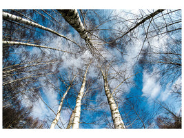 panoramic-3-piece-canvas-print-birch-crowns