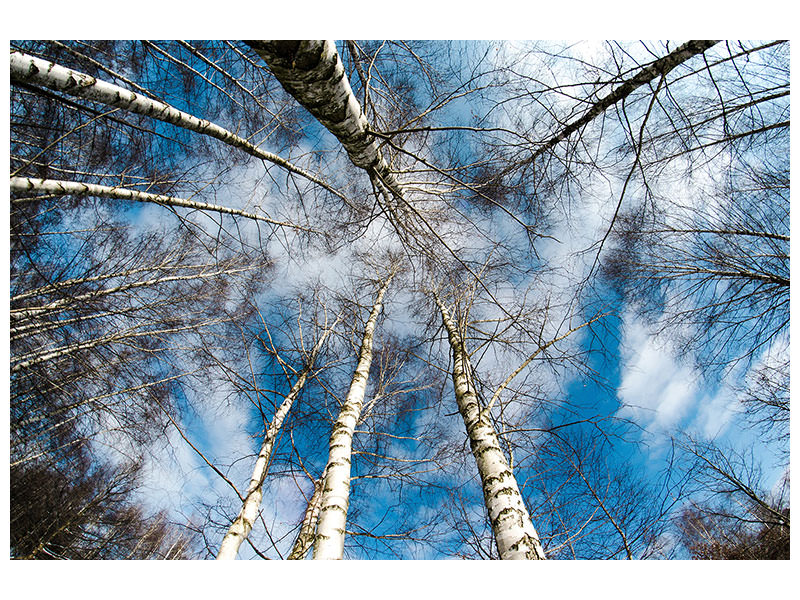 4-piece-canvas-print-birch-crowns