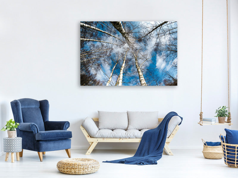 panoramic-canvas-print-birch-crowns