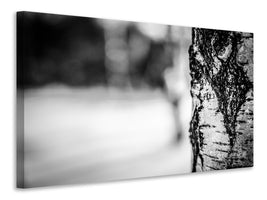 5-piece-canvas-print-birch-trunk