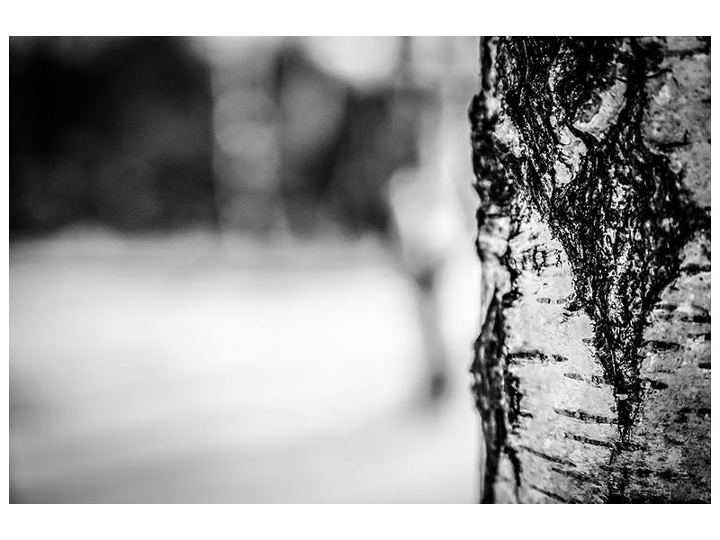 modern-3-piece-canvas-print-birch-trunk