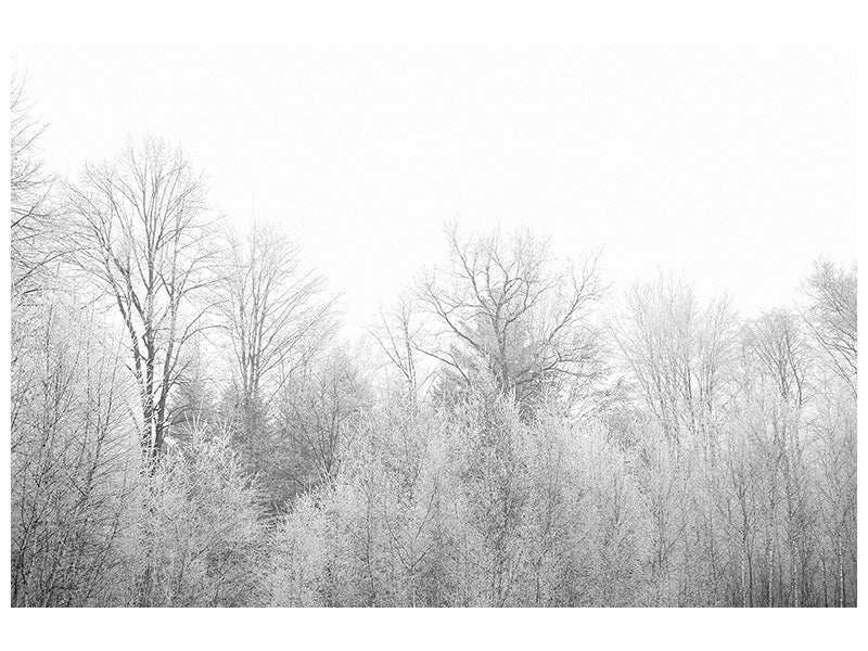 5-piece-canvas-print-birches-in-the-snow