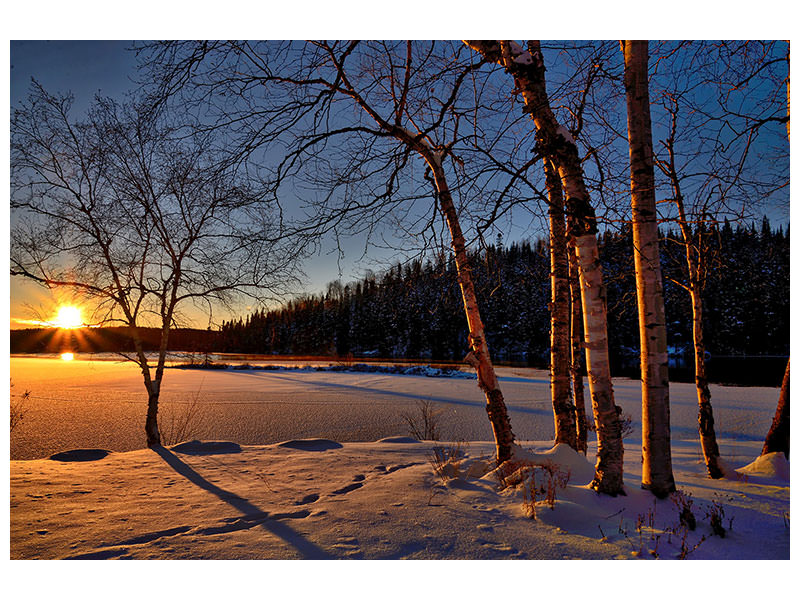4-piece-canvas-print-birches-in-the-sunset