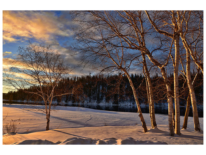 3-piece-canvas-print-birches-in-the-winter