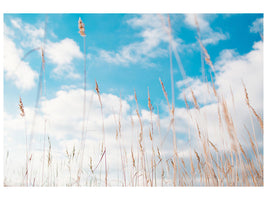 5-piece-canvas-print-blades-of-grass-in-the-sky