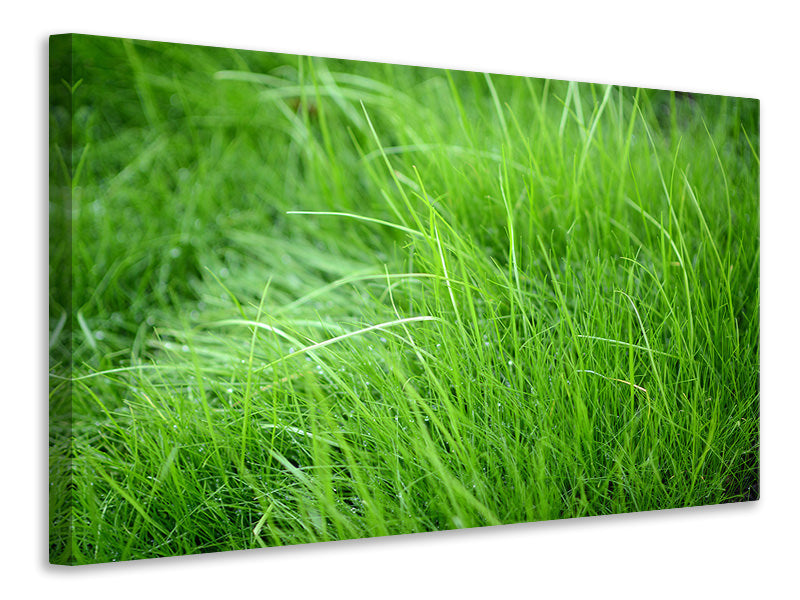 panoramic-3-piece-canvas-print-blades-of-grass