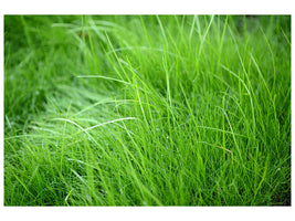 panoramic-canvas-print-blades-of-grass