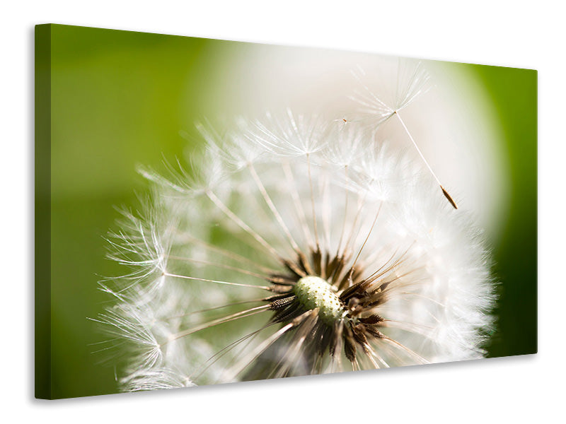 panoramic-3-piece-canvas-print-blowball-dandelion