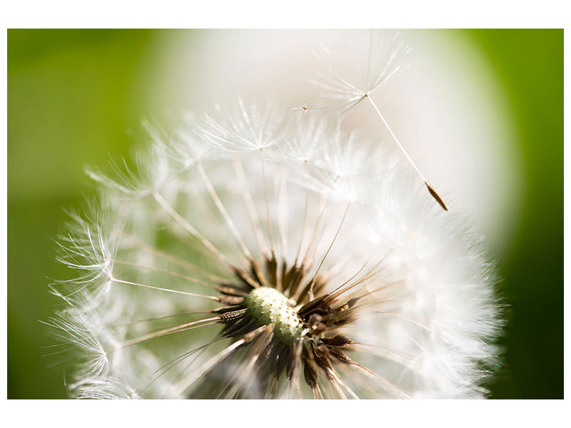 5-piece-canvas-print-blowball-dandelion